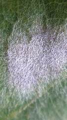 Erysiphe alphitoides