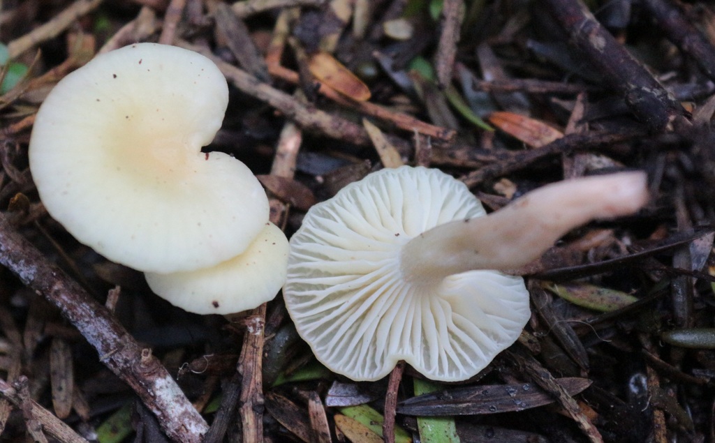 Cuphophyllus salmonipes