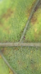 Erysiphe alphitoides