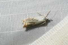 Crambus albellus