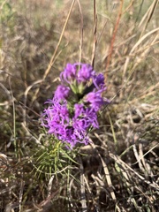 Liatris punctata