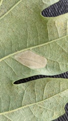 Tischeria ekebladella