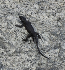 Karusasaurus polyzonus