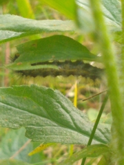 Erebidae