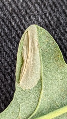 Tischeria ekebladella