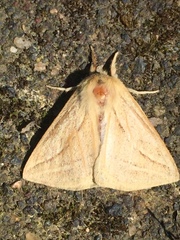 Cinommata bistrigata