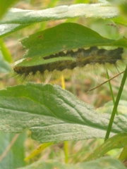 Erebidae