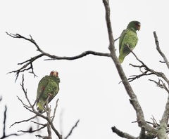 Amazona albifrons