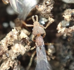 Strumigenys louisianae