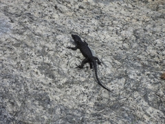 Karusasaurus polyzonus