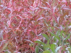 Decodon verticillatus