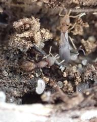 Strumigenys louisianae