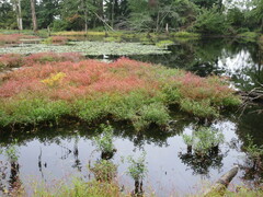 Decodon verticillatus