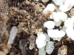 Strumigenys louisianae