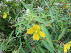 Ludwigia octovalvis
