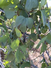 Cissus trifoliata