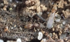 Strumigenys louisianae