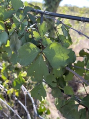 Cissus trifoliata