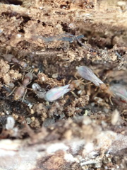 Strumigenys louisianae