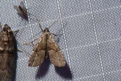 Hypenodes franclemonti