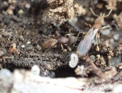 Strumigenys louisianae