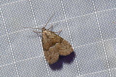 Hypenodes franclemonti