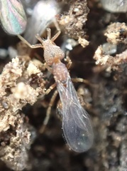 Strumigenys louisianae