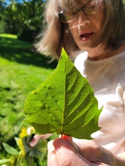 Platanus occidentalis