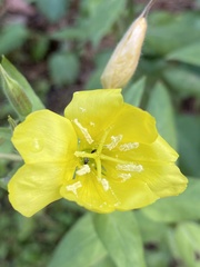 Oenothera