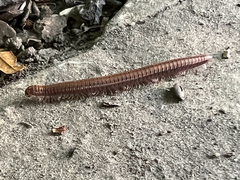 Diplopoda