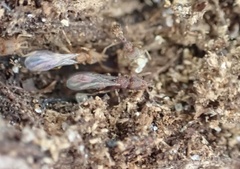 Strumigenys louisianae