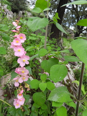 Begonia bulbillifera