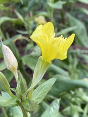 Oenothera