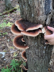 Ischnoderma resinosum