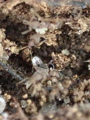 Strumigenys louisianae