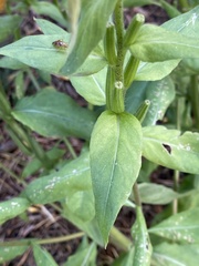 Oenothera