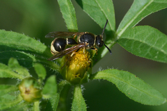 Eumenes