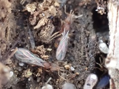 Strumigenys louisianae