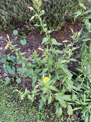 Oenothera