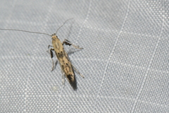 Caloptilia