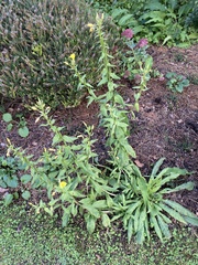 Oenothera