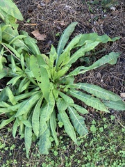 Oenothera