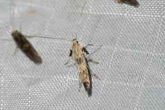 Caloptilia