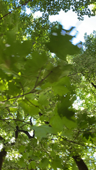 Acer floridanum