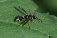 Eumenes