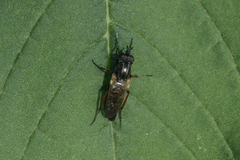 Therevidae