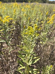 Solidago petiolaris