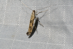 Caloptilia