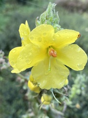 Verbascum densiflorum
