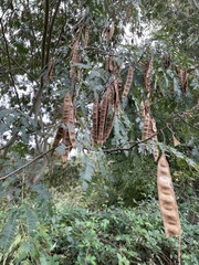 Albizia julibrissin